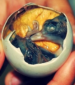 crazy foods from around the world  balut